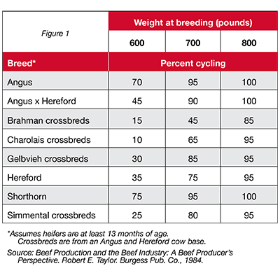 tips to build replacement heifers