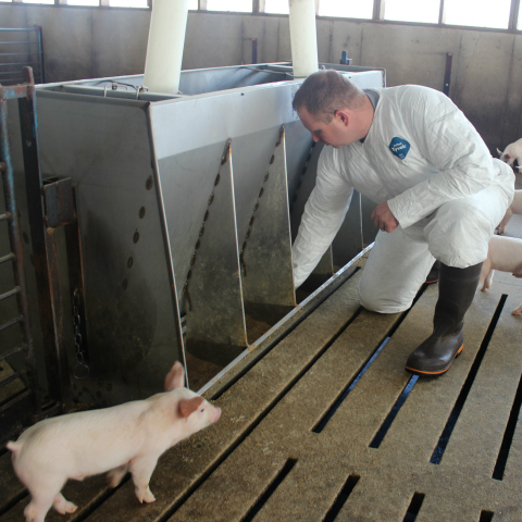 Avoid pig feed outages