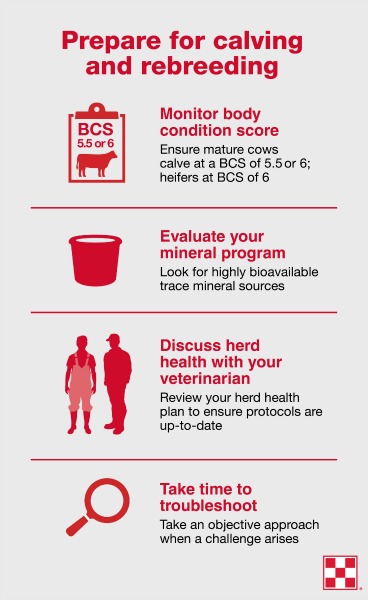 infographic detailing how to prepare for calving and rebreeding